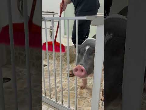 , title : 'Ultimate Year-End Pigsty Cleaning 🐽#PetLifeChronicles #PiggyGrooming (Full Music Video)'