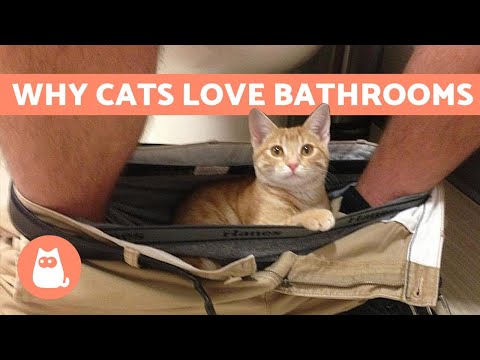YouTube video about: Why does my cat cry in the bathroom?