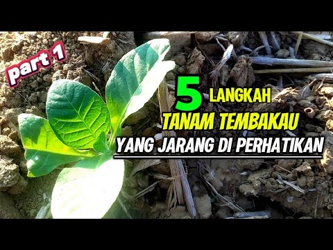 tobacco cultivation and the correct way to plant tobacco
