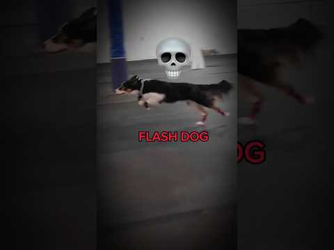 Flash dog back 🥱🗿| #trollface #troll #edit