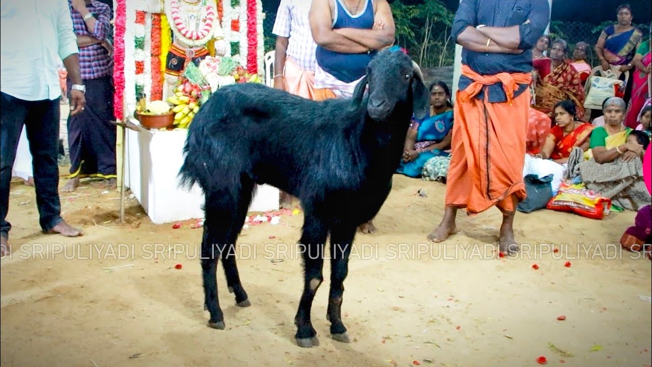 நள்ளிரவு 12 மணிக்கு ⏱️வெள்ளாடங்கிடாய் மீது🐐வந்து 🙏?