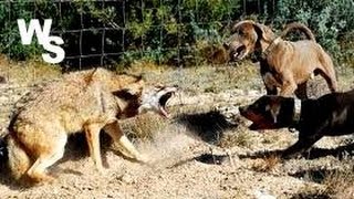 Coyote Attacks Dogs I Shoot With Glock 26