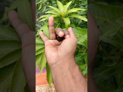 🦗🕷️the largest shiny beetle I have ever found of itskind#insects#nature# beautifulinsects#p1199