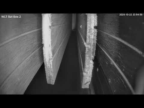 Live webcam view of Meadowlark Bat Box Exit Cam