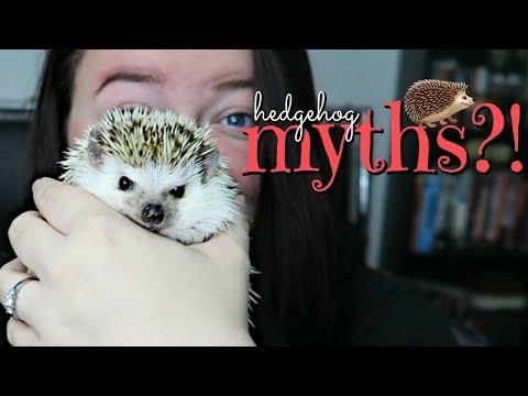 Hedgehog Care: 10 Common Misconceptions