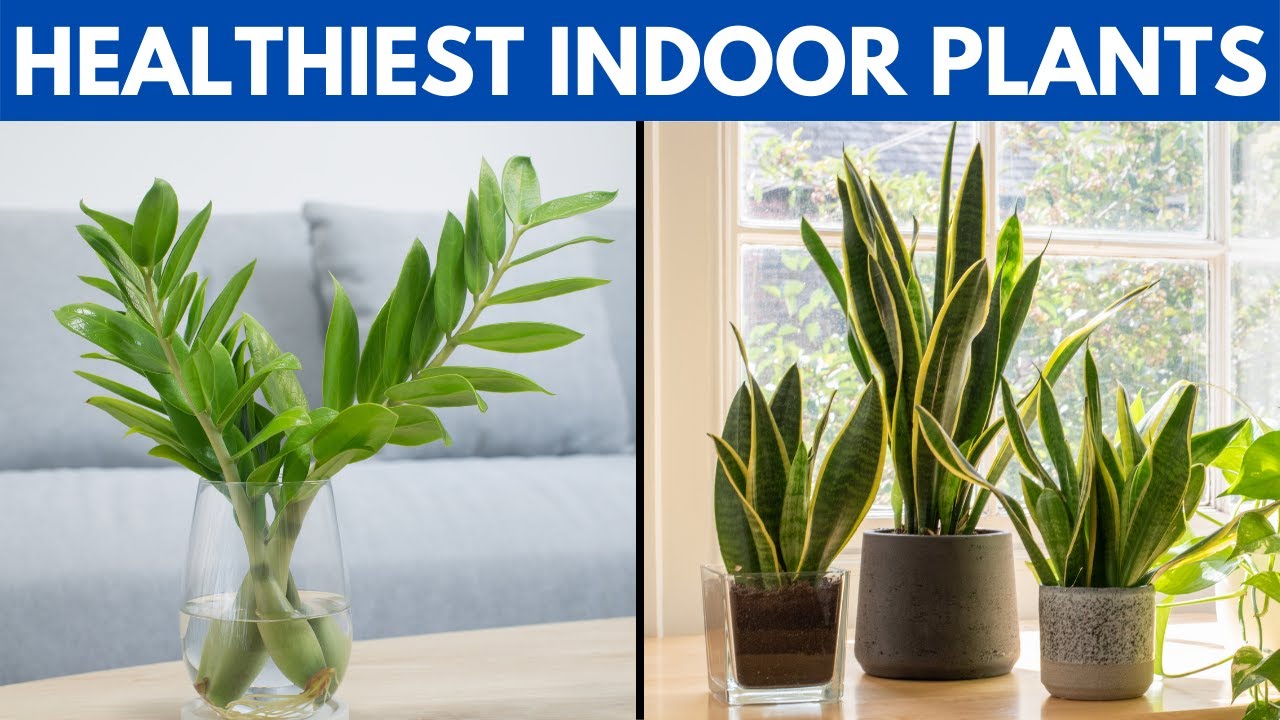 Video for indoor plants thumbnail