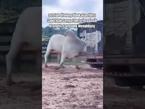 Sapi Kebingungan #shorts