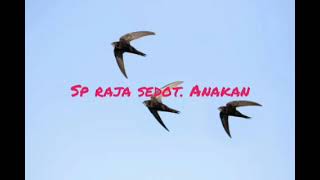 Download lagu sp raja sedot anakan mp3