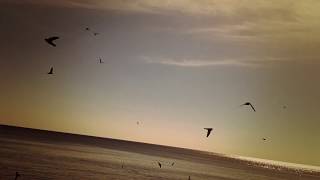 Large Number of Swallows flying around the Beach