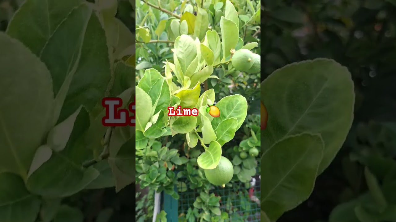 #video #song #trending #nature #shorts #viralvideo #shortsviral #lime #viral #trendingvideo #2025