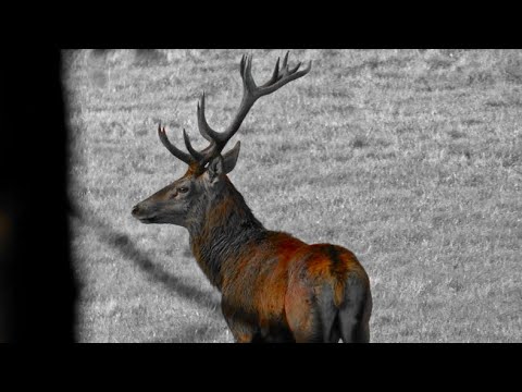 Brame du cerf 2023 - Saint-Pierre-de-Frugie (Dordogne)