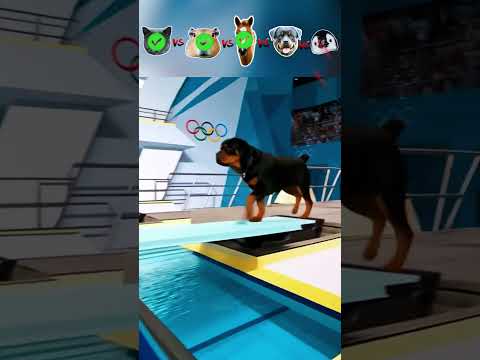 Cat vs Capybara vs Zebra vs Dog vs Penguin- Olympics Diving Challenge