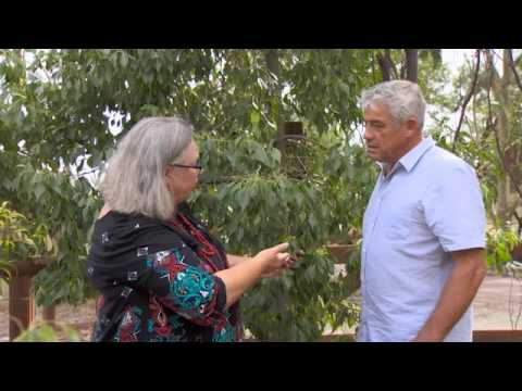 The Garden Gurus - Bush Tucker Plants and Produce