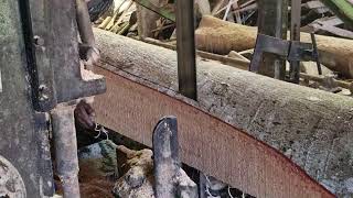 Slicing Giant Nyampoh Tree Trunk with Extreme Power Hydraulic Sawmill