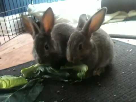 Chorley and Eccles - little'uns.MOV