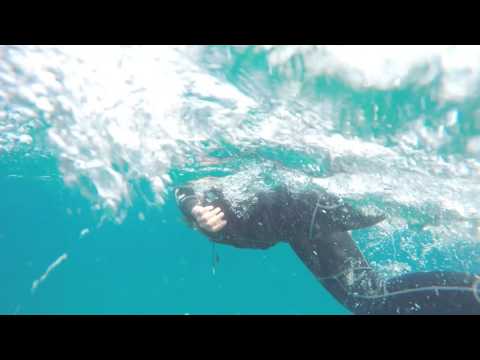 Dolphins getting high on Pufferfish