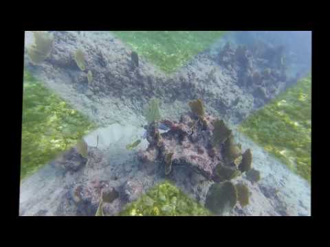 Grand Cayman Snorkeling 2017