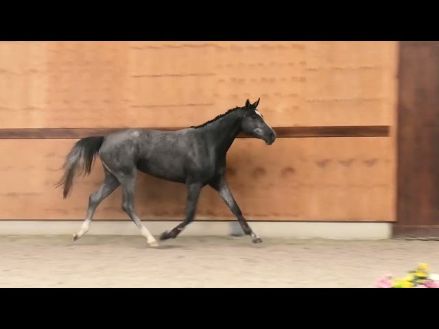 gaits