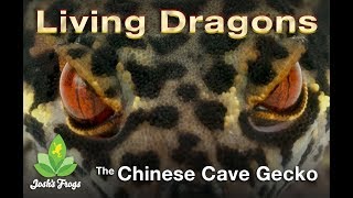 Chinese cave gecko complete care