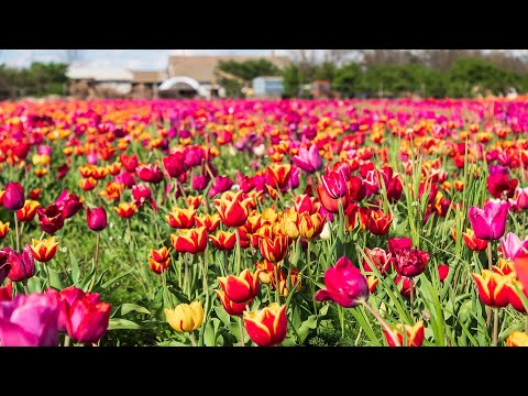 Vadon virágzó tulipánok a Makó közeli tanyavilágban