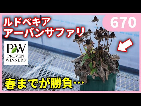 大輪のリンダーニア、リンダーニア グランディフローラ