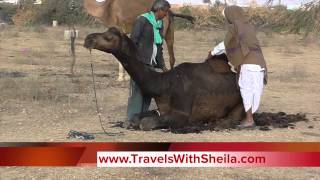 preview picture of video 'Countless Camels at The Yearly Nagaur Cattle Fair in Rajasthan, India'