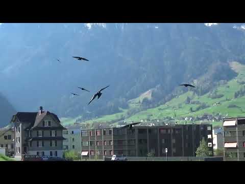 18.04.2022 Rabenhaft schöner - Montag