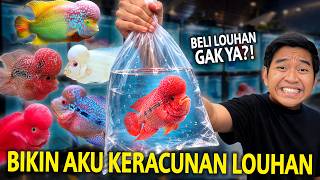 Download lagu SAKING BAGUSNYA IKAN LOUHAN DISINI AKU KERACUNAN LOUHANI! NAMA KONTESNYA 2026 TANGERANG! mp3