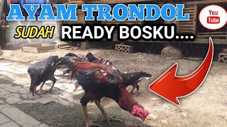 Download lagu READY SUPER HEALTHY TRONDOL CHICKENS READY TO SELL ‼ mp3 Download lagu READY SUPER HEALTHY TRONDOL CHICKENS READY TO SELL ‼ mp3