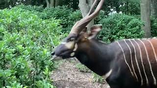 Rare video Bongo’s Breeding behavior at Florida