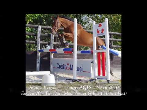 Ausone Kergador – Hongre AQPS – Né en 2010 – Env.1m70 – Par Dark Moondancer & Just In (Start Fast)