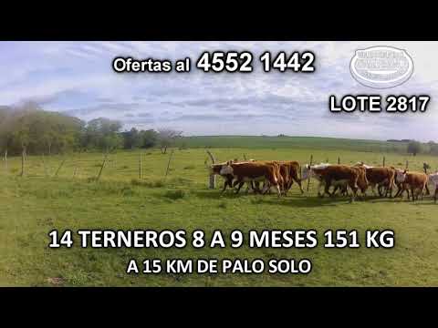 Lote 14 Terneros 14 POLL HE 151 Kgkg -  en Punta de Arenales- A 15 Km de Palo Solo