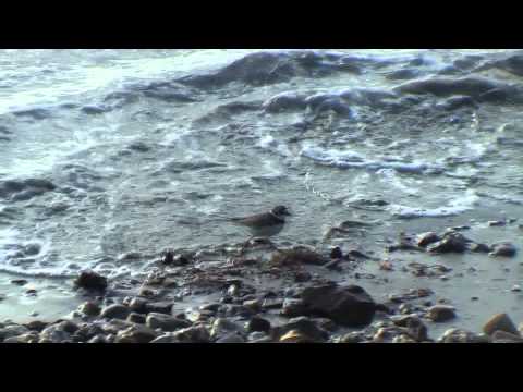 Externas Joelson e Marieli- Maia Coifman Filmagens