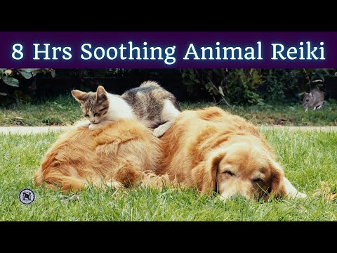 Healing Frequencies for Cats & Dogs⎪Animal Reiki⎪Dog & Cat TV⎪Music for Pets⎪528 Hz
