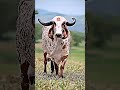Jai Shree Gau Mata