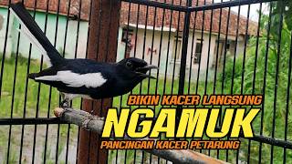 Download lagu Suara Burung Kacer Bikin Lawan Emosi Gacor, Pancingan Kacer Agar Cepat Emosi Gacor mp3 Download lagu Suara Burung Kacer Bikin Lawan Emosi Gacor, Pancingan Kacer Agar Cepat Emosi Gacor mp3