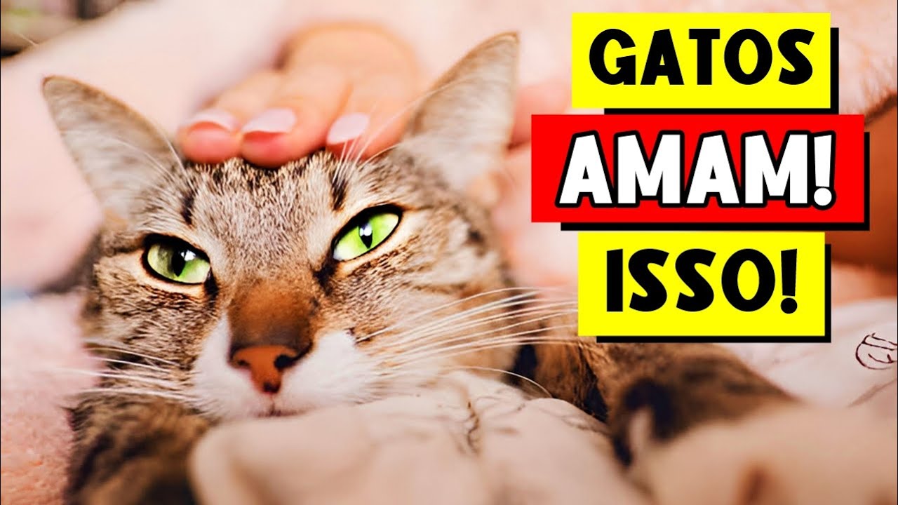 10 Coisas que os gatos mais AMAM em seus tutores — O número 7 vai te surpreender!