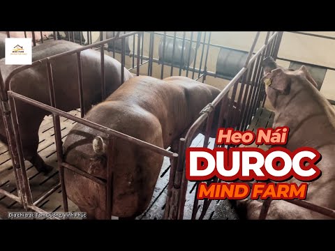 , title : 'Đàn heo nái Duroc Đài Loan tại trại giống Mind Farm Tam Dương , Vĩnh phúc'