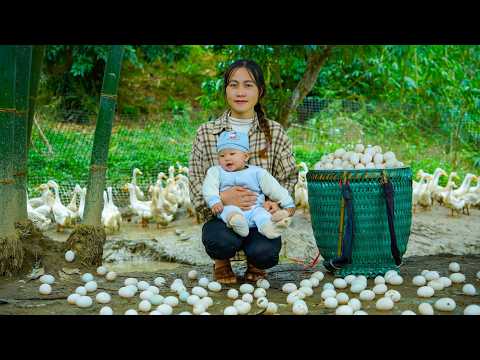 DIY Harvesting 1,000+ Giant Duck Eggs for the Market - Simple Country Life with My Child