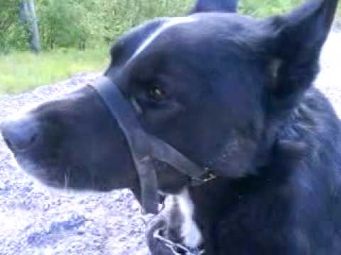 Kalle och Glassbilen