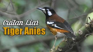 Download lagu The babbling of Liar Anis Macan Gacor, bang, make the others angry immediately - Rusdy Joker mp3 Download lagu The babbling of Liar Anis Macan Gacor, bang, make the others angry immediately - Rusdy Joker mp3