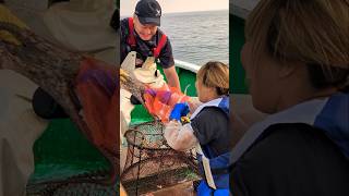 漁師始めました！新人漁師の挑戦 #fisherman #新潟 #漁師