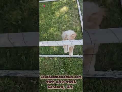 Thumbnail for Buster Brown's video