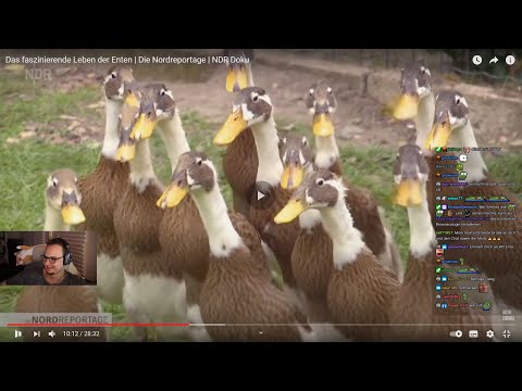 Moondye7 reagiert auf "Das faszinierende Leben der Enten" | MD7 REACT #64