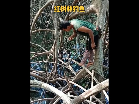 紅樹林沼澤奇遇：漁人巧用小螃蟹作餌，挑戰深藏野生海鯛魚！ #紅樹林釣魚 #小螃蟹作餌 #海鯛魚 #戶外釣魚 #釣魚技巧 #自然探險