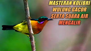Download lagu Kolibri wulung gacor full isian serta terapi air mengalir mp3