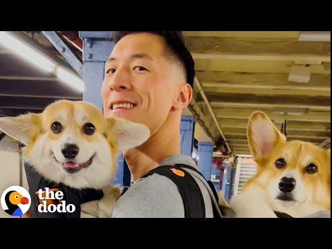Introverted Corgi Is Happiest Playing Fetch By Himself | The Dodo