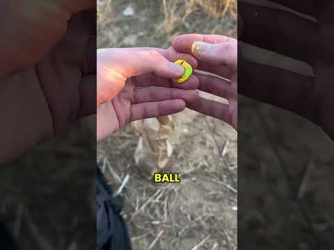 Fishing for Trout with Powerbait! Have you tried this?