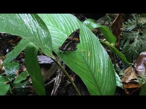 カッシーナフクロウチョウOpsiphanes cassina ナポ・アプヤ 2018/10/29 Apuya Napo, Butterfly of Ecuador