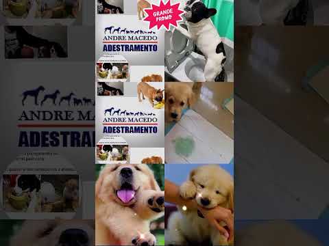 💫ADESTRADOR DE CÃES💫✨NOVA IGUAÇU ✨RJ✨💥A Melhor tecnica do Brasil RJ (21) 98978-5108  whatsapp💥💫